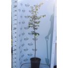 Bereczki birs konténeres gyümölcsfa