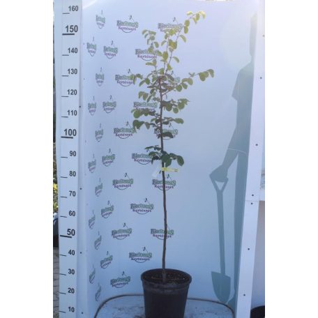 Mezőtúri birs konténeres gyümölcsfa