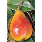 Avranchesi jó Lujza körte konténeres gyümölcsfa