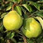 Packham's Triumph körte konténeres gyümölcsfa konténeres