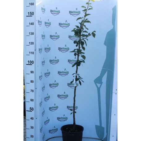 Packham's Triumph körte konténeres gyümölcsfa konténeres