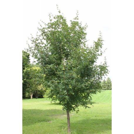 Mezei juhar Acer campestre 200/250cm