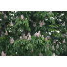 Vadgesztenye Aesculus hippocastanum 8/10 cm törzsméret