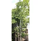 Vadgesztenye Aesculus hippocastanum 8/10 cm törzsméret
