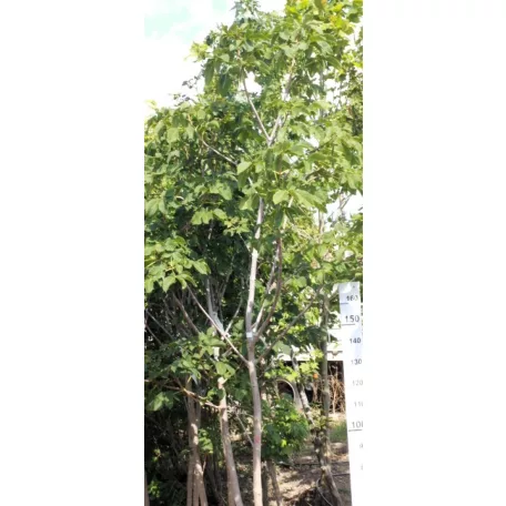 Vadgesztenye Aesculus hippocastanum 8/10 cm törzsméret