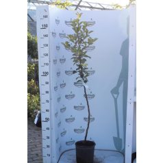 Prima alma konténeres gyümölcsfa