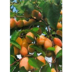 Tipala szilva konténeres gyümölcsfa