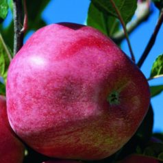 Gloster alma konténeres gyümölcsfa