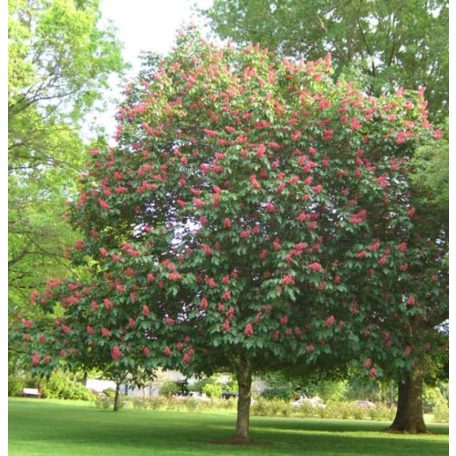 Hússzínű vadgesztenye Aesculus × carnea 100/150