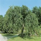 Csüngő kőris Fraxinus excelsior 'Monophylla Pendula'
