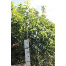 Csüngő kőris Fraxinus excelsior 'Monophylla Pendula'