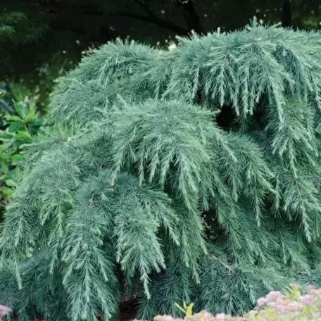 Kék terülő himalájai cédrus CEDRUS DEODARA FEELIN BLUE (R) CLT. 5