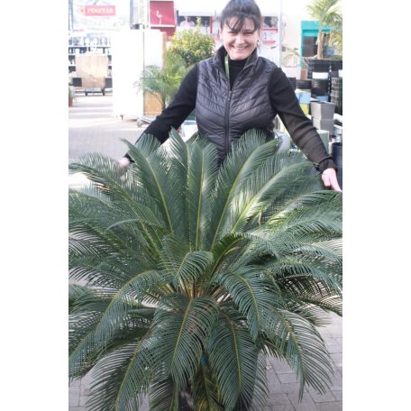Cikász pálma CYCAS REVOLUTA CLT. 30 TR.30/40