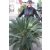 Cikász pálma CYCAS REVOLUTA CLT. 30 TR.30/40