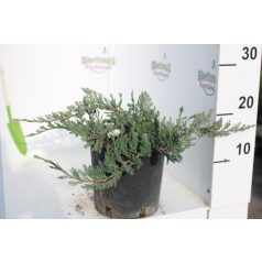 Kék terülő henyeboróka JUNIPERUS HORIZ. BLUE CHIP CLT. 3