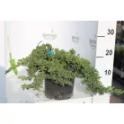 Kúszóboróka, zöld, törpe Juniperus procumbens Nana CLT. 3