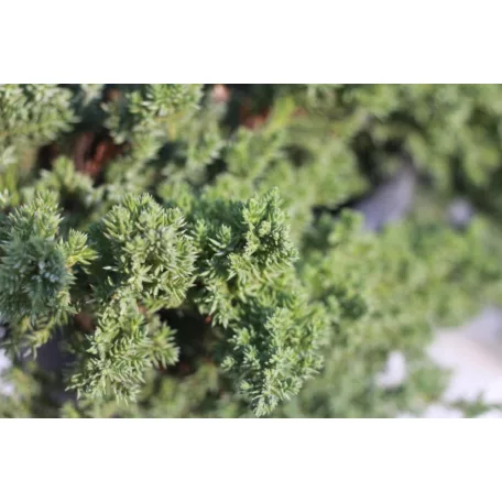 Kúszóboróka, zöld, törpe Juniperus procumbens Nana CLT. 3