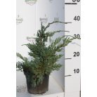 Terülő boróka Juniperus Sabina Tamariscifolia CLT. 3
