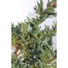 Terülő boróka Juniperus Sabina Tamariscifolia CLT. 3
