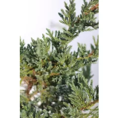 Terülő boróka Juniperus Sabina Tamariscifolia CLT. 3