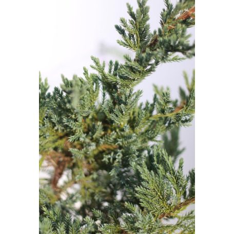Terülő boróka Juniperus Sabina Tamariscifolia CLT. 3