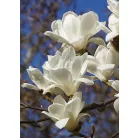 Jülan liliomfa Magnolia denudata 'Yulan' CLT. 30 lit. 150/175