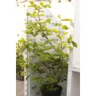 Jülan liliomfa Magnolia denudata 'Yulan' CLT. 30 lit. 150/175