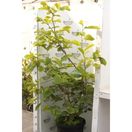 Jülan liliomfa Magnolia denudata 'Yulan' CLT. 30 lit. 150/175