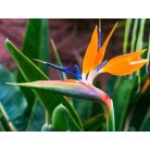 Papagájvirág 12 lit. STRElit. ZIA REGINAE LV 12