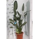 Papagájvirág 12 lit. STRElit. ZIA REGINAE LV 12