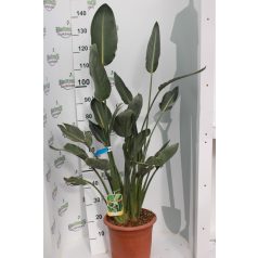 Papagájvirág 12 lit. STRElit. ZIA REGINAE LV 12