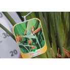 Papagájvirág 12 lit. STRElit. ZIA REGINAE LV 12