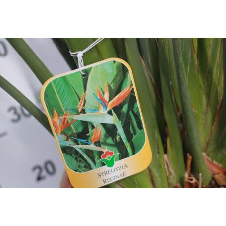 Papagájvirág 12 lit. STRElit. ZIA REGINAE LV 12