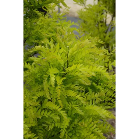 Lepényfa Gleditsia triacanthos 'Elegantissima'