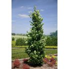 Oszlop tölgy Quercus 'Monument'