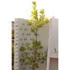 Oszlop tölgy Quercus 'Monument'