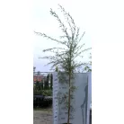 Szomorúfűz Salix alba Tristis