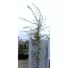 Szomorúfűz Salix alba Tristis