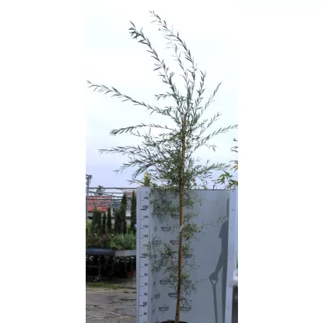Szomorúfűz Salix alba Tristis