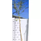 Szomorúfűz Salix alba Tristis