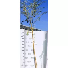 Szomorúfűz Salix alba Tristis