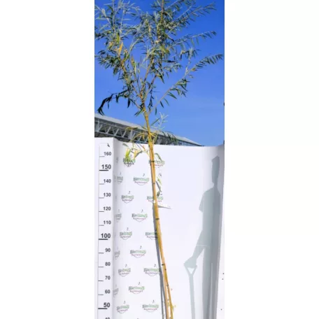 Szomorúfűz Salix alba Tristis