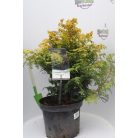 Lucas' hinoki álciprus Chamaecyparis obt. 'Lucas' C3
