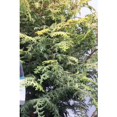  Lucas' hinoki álciprus Chamaecyparis obt. 'Lucas' C3