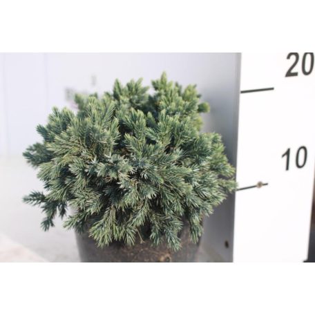 Himalájai törpe boróka  2 lit.. Juniperus sqamata 'Blue Star' K2 15-20