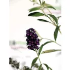 Illatos nyáriorgona Buddleja d. Black Knight K3 40/50