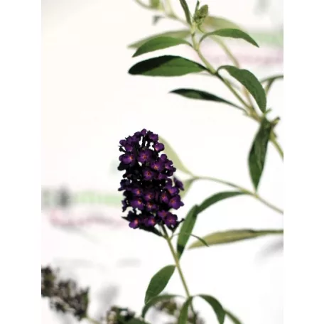 Illatos nyáriorgona Buddleja d. Black Knight K3 40/50