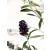 Illatos nyáriorgona Buddleja d. Black Knight K3 40/50