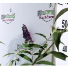 Illatos nyáriorgona Buddleja d. Black Knight K3 40/50