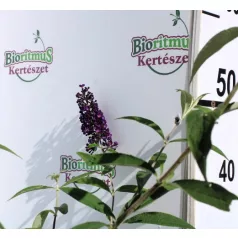 Illatos nyáriorgona Buddleja d. Black Knight K3 40/50